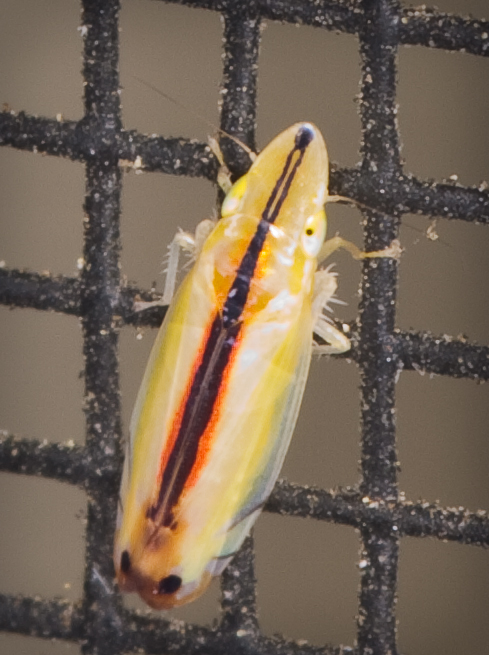 4mm yellow leafhopper with false eyespots